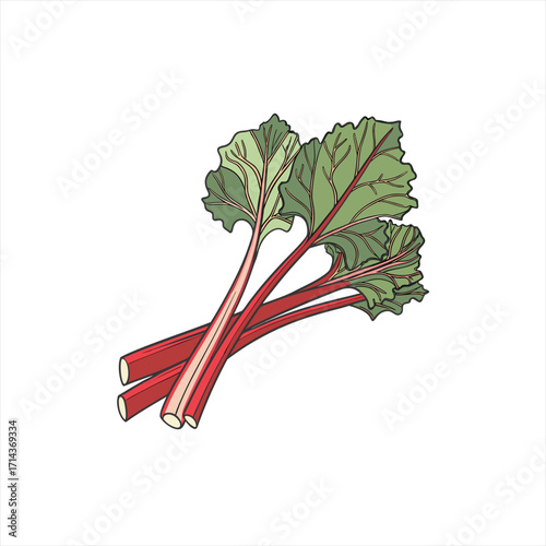 Illustration of fresh red rhubarb stalks with green leaves