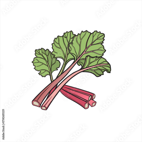 Illustration of fresh rhubarb stalks with green leaves on a white background