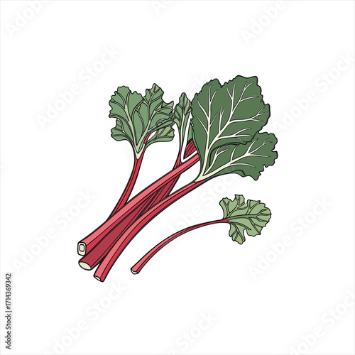 Fresh rhubarb stalks with green leaves isolated on white background