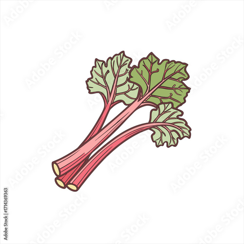 Illustration of fresh rhubarb stalks with green leaves on a white background