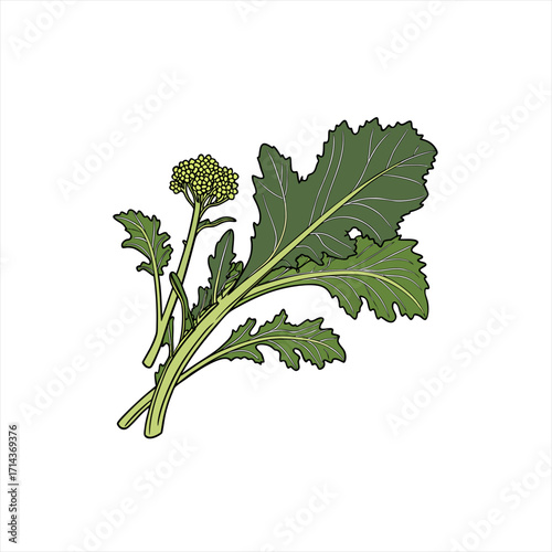 Illustration of fresh rapini with green leaves and yellow buds