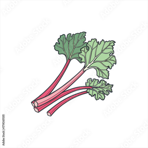 Illustration of fresh rhubarb stalks with green leaves on a white background