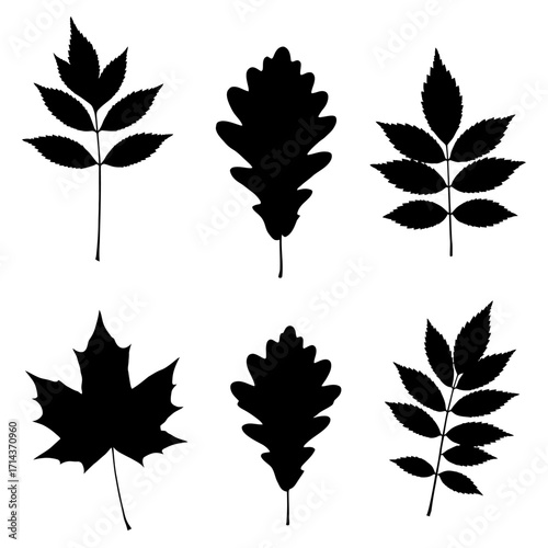 Collection of six textured black autumn leaf silhouettes for seasonal designs and decorations isolated on white background Vector Illustration