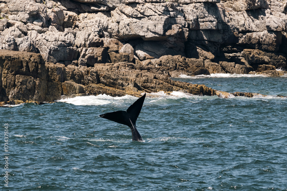 Fototapeta premium Whale tail above water in the Atlantic Ocean near coast.