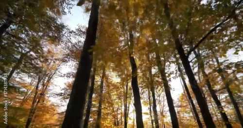 Wallpaper Mural Autumn forest with sunlight filtering through trees Torontodigital.ca