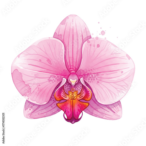 Tropical Orchid Flowers and Leaves Botanical Illustration