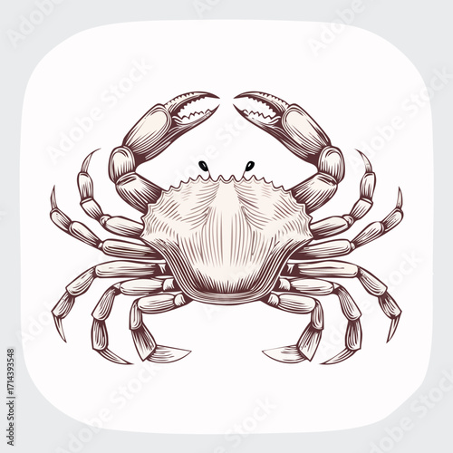 Detailed illustration of a crab, showcasing its intricate shell structure and prominent claws.