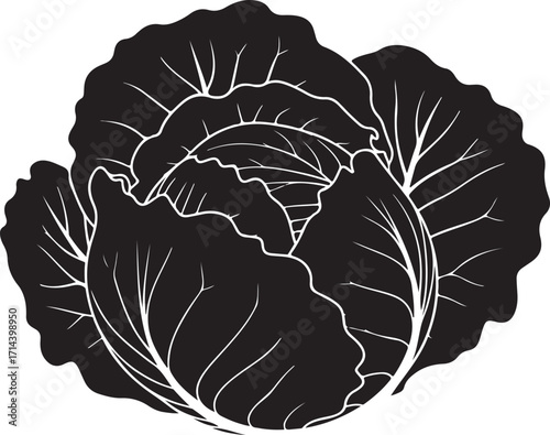  black silhouette of cabbage on white background, vector