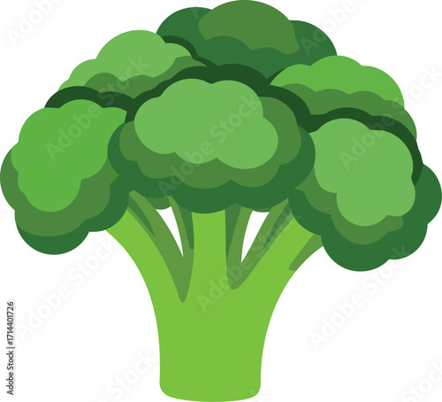 Fresh green broccoli florets healthy vegetable ingredient vector