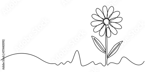 Daisy flower continuous one line drawing illustration, Daisy flower in continuous line art style Chamomile One line drawing art. One continuous line art sun flower hand-drawn isolated 