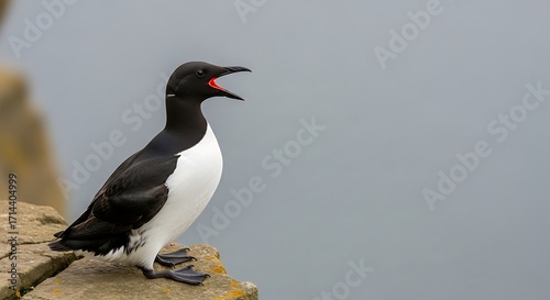 A Guillemot Bird Sits on a Rocky Ledge with its Mouth Open.