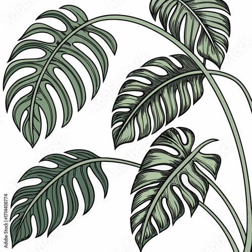 Elegant illustration of lush green monstera deliciosa plant leaves with intricate line art detailing on a clean white background