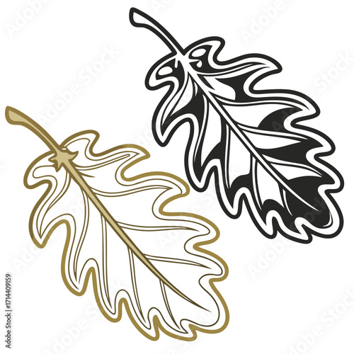 Illustration of two oak leaves, one in color and one in black and white, showcasing the beauty of nature and the changing seasons