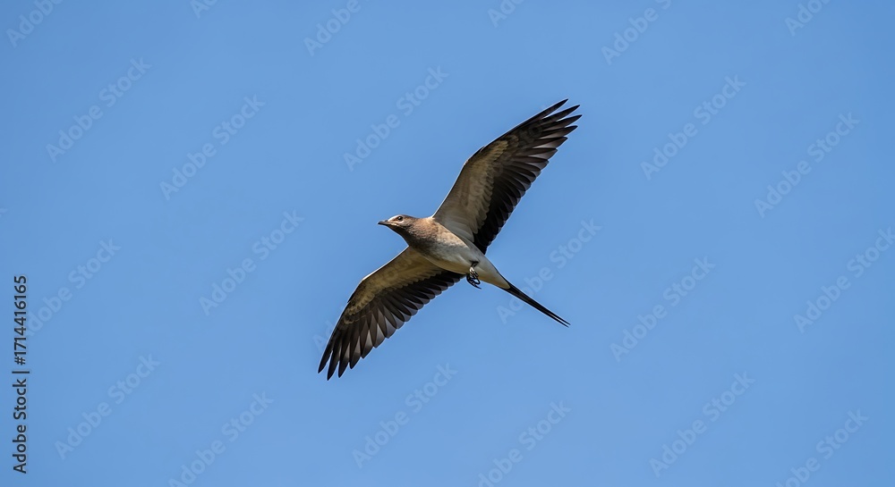 Obraz premium Bird of Prey Soaring Gracefully Against a Clear Blue Sky.