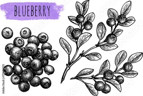 Blueberry set of ink sketches.