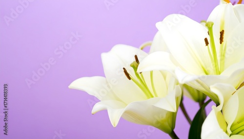 Close-up of white lilies