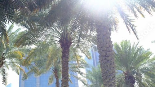 Peaceful park in Abu Dhabi Corniche Sea Side with lush palm trees, green spaces, serene pathways. Captures tranquil atmosphere, ideal for relaxation, nature walks, and enjoying city natural beauty.