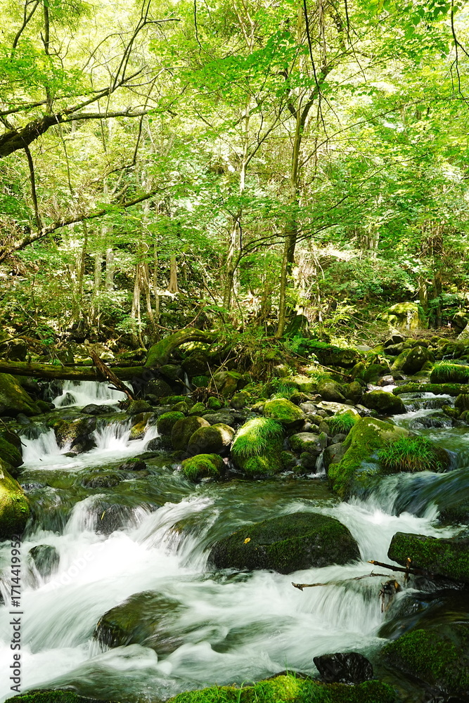 Obraz premium Tateshina Otaki Waterfall with lush moss and forest in Nagano, Japan