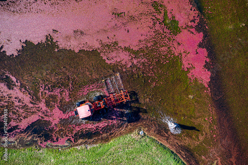 Aerial view of a cranberry bog awash in a sea of crimson fruit, as a lone harvester methodically gathers the bounty, Carver, Massachusetts, United States.