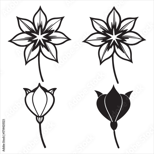 A Unique and Puffing Balloon Flower, an Elegant Herbaceous Platycodon Grandiflorus that Opens into a Starshaped Bellflower, a Beautiful and Surprising Perennial