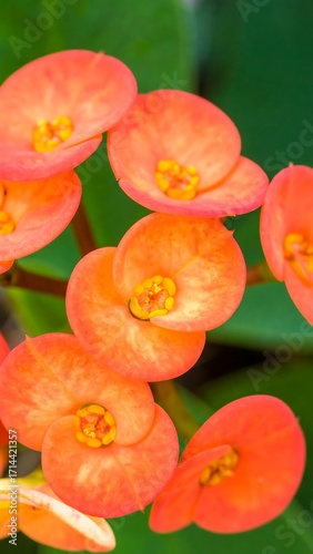 Close-up orange flowers