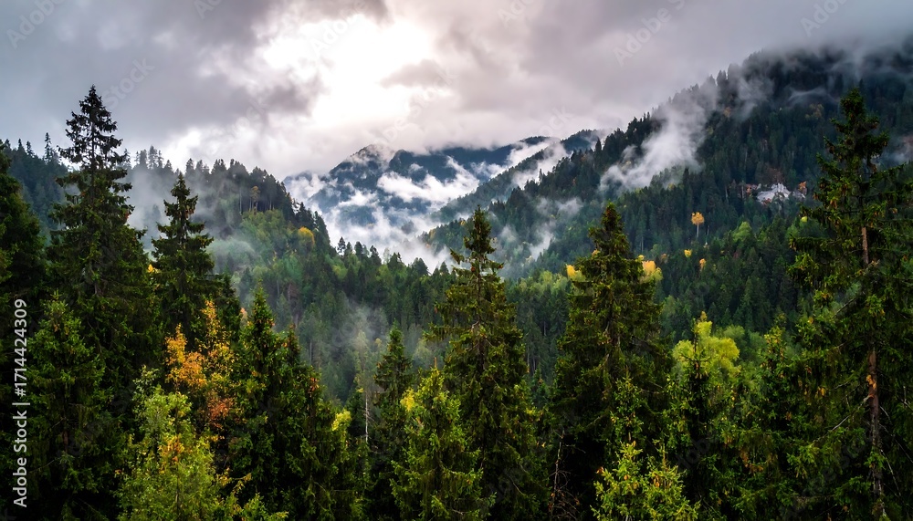 Fototapeta premium Misty mountain vista through a dense forest