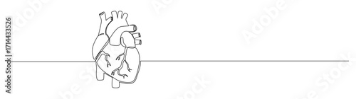 Human Heart Continuous Line Drawing