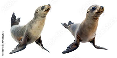 A close-up of a pair of brown California sea lions resting on transparent background png