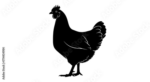 Silhouette of a hen, black and white, detailed illustration.