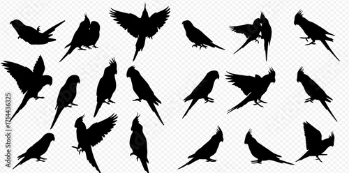 A diverse collection of black bird silhouettes showcasing various species in different flying and perching poses.