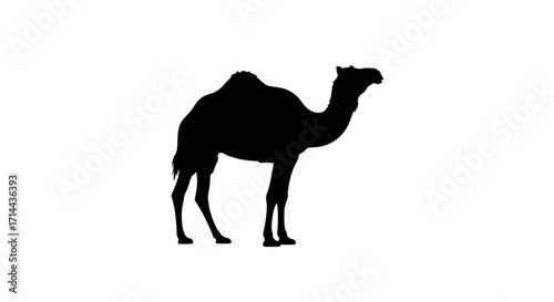 Silhouette of a dromedary camel standing.