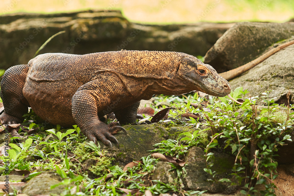 Obraz premium A Komodo dragon, a ferocious reptile with rough skin and a long tail, walks on the ground, surrounded by green plants and rocks.