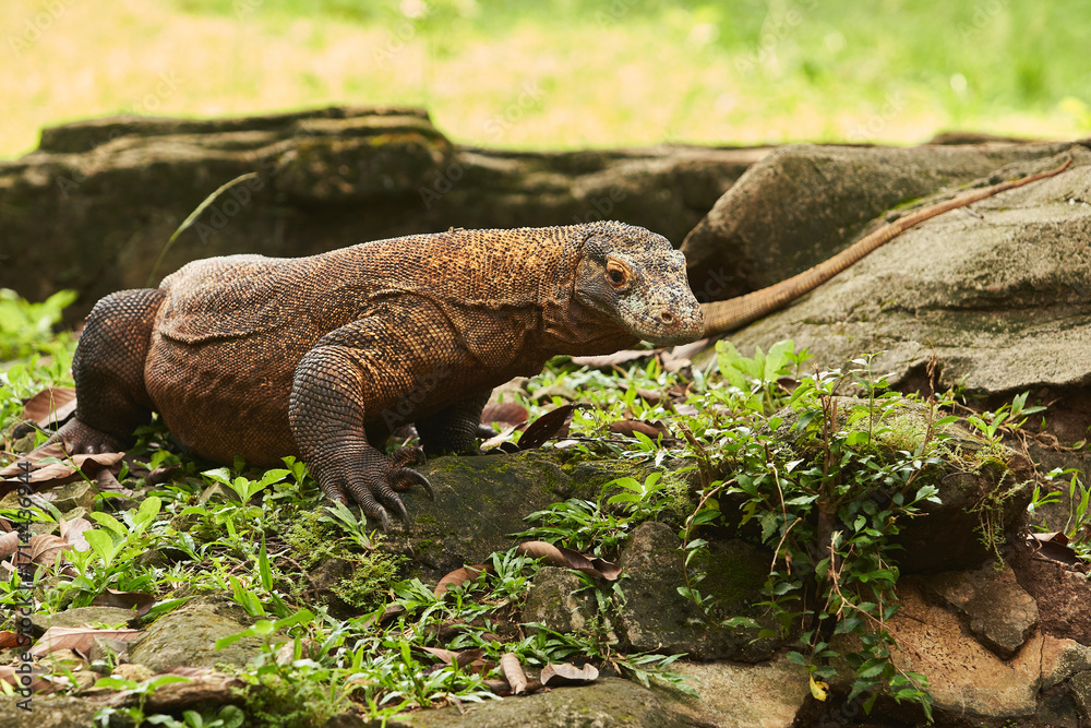 Obraz premium A Komodo dragon, a large, rough-skinned, long-tailed, ferocious reptile, walks on the ground surrounded by green plants and rocks.