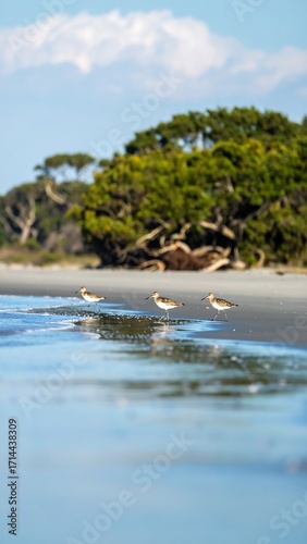 Coastal birds in shallow water