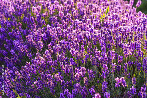 Lavender bushes in row, blooming under warm sunlight in peaceful purple and green summer field with soft sunset lignt background. Landscape, natural background, herbal wallpaper