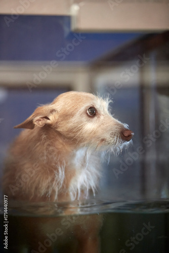 small dog on a water treadmill, therapy for injured or handicaped dogs