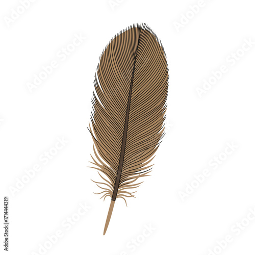 Isolated, brown feather with detailed barbs and textured quill on a white background
