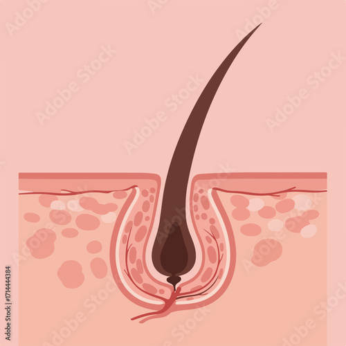 Illustrative image displaying a cross-section of skin with a dark brown hair follicle