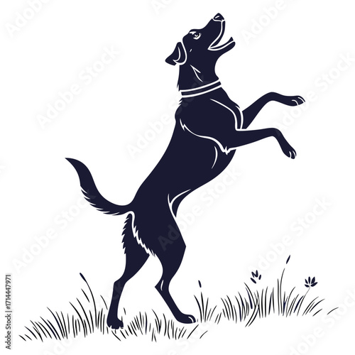 A playful dark silhouette of a labrador retriever dog leaping excitedly in tall grass with its mouth open and looking upwards against a clean white background