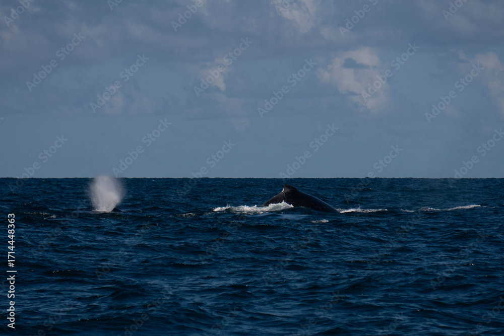 Obraz premium Humpback whale in Itacaré Bahia Brazil ocean at sunset with blue textured sea sky and tropical nature wildlife photography baleia jubarte 