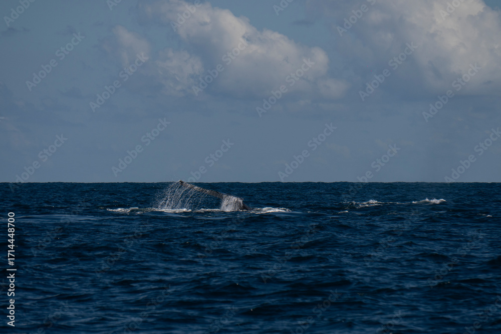 Fototapeta premium Humpback whale in Itacaré Bahia Brazil ocean at sunset with blue textured sea sky and tropical nature wildlife photography baleia jubarte 