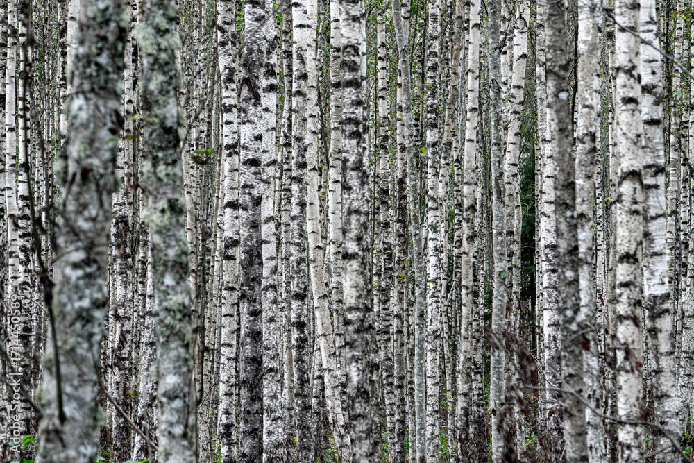 Obraz premium Tranquil Birch Forest with Tall White Tree Trunks in Dense Woodland Creating Natural Pattern and Calm Atmosphere