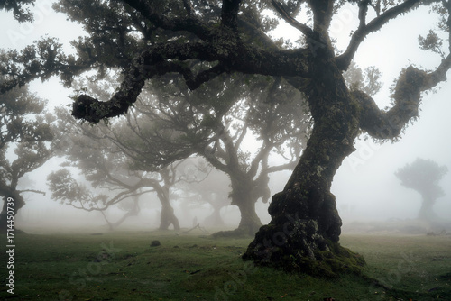 Fanal Forest in Morning Fog, Hiking in Madeira, Portugal