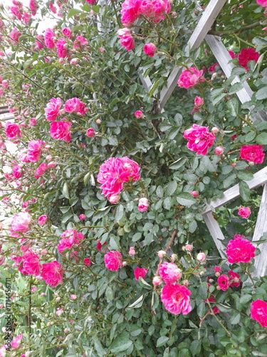pink flowers in a garden
