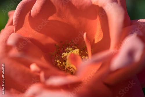 紅色のバラの花のアップ