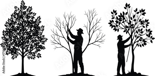 Tree pruning process with gardener in different seasons, black silhouette vector illustration showing seasonal tree care and maintenance for landscaping design