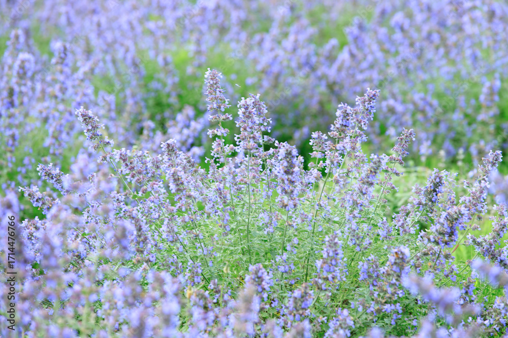 Obraz premium Blooming Lavender Field in Full Purple Glory under Summer Sky, Furano, Hokkaido, Japan