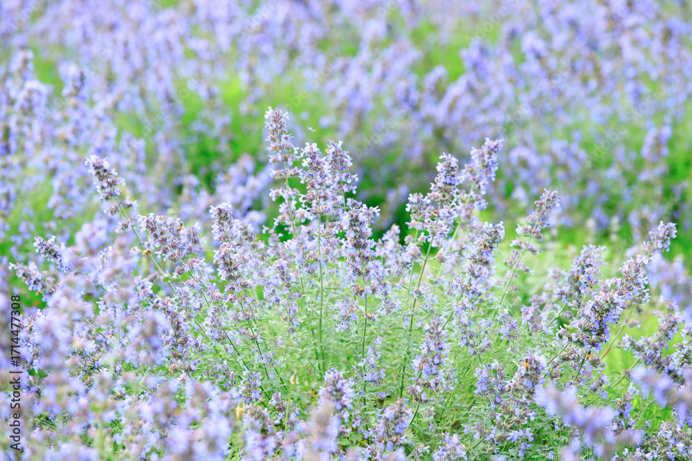 Obraz premium Blooming Lavender Field in Full Purple Glory under Summer Sky, Furano, Hokkaido, Japan