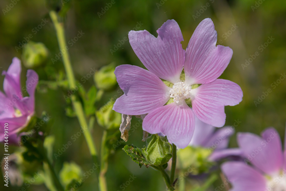 Fototapeta premium Close-up of beautiful flowers in the sun in spring. Malva common. Malva sylvestris. Common mallow