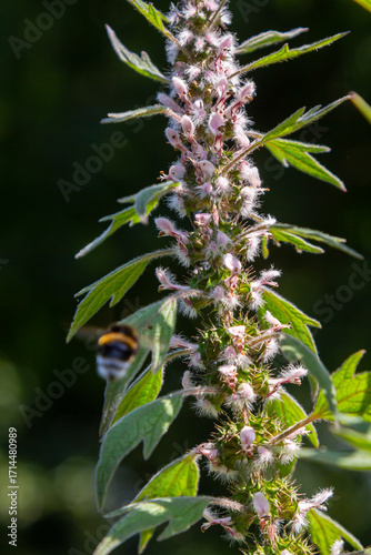 Fotografie Leonurus cardiaca, known as motherwort
